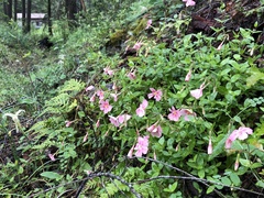 Phlox adsurgens