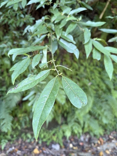 Litsea cubeba observed 2026-09-23