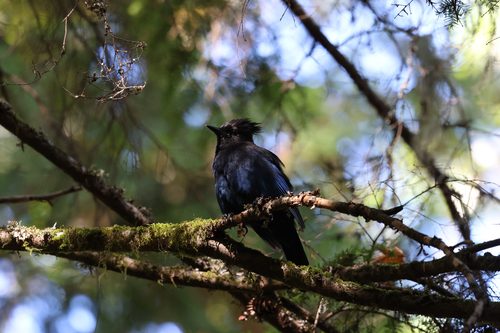 Steller's Jay