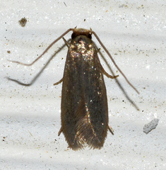 Phaeoses sabinella
