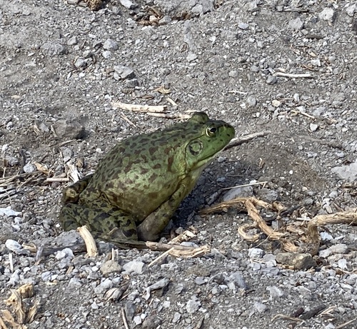 American Bullfrog