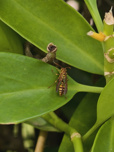 Parapolybia varia