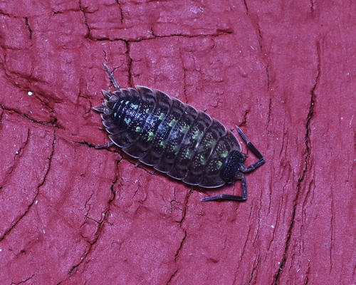 Brickwork Woodlouse