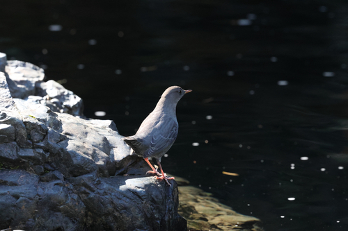 American Dipper