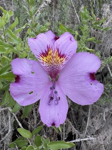 Alstroemeria philippii
