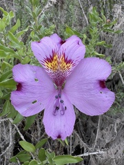 Alstroemeria philippii