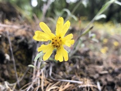 Madia citriodora