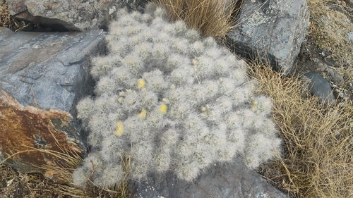 Austrocylindropuntia floccosa