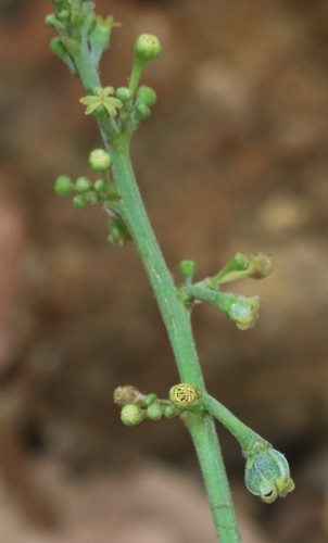 Baliospermum