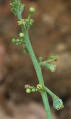 Baliospermum solanifolium