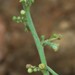Baliospermum solanifolium - Photo (c) Shiwalee Samant,  זכויות יוצרים חלקיות (CC BY-NC), הועלה על ידי Shiwalee Samant