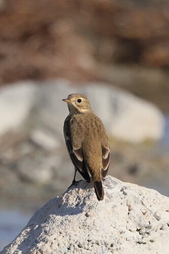 American Pipit