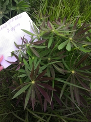 Lupinus polyphyllus