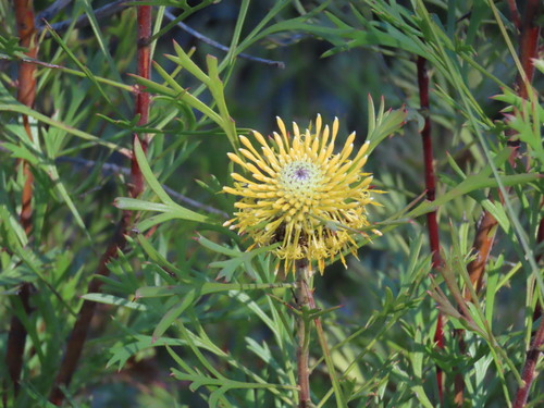 Isopogon anemonifolius, photograph 1
