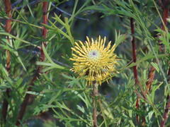 Isopogon anemonifolius, photograph (c) ian_mcallan, some rights reserved (CC BY)