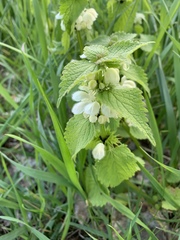 Lamium album