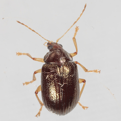 Rhabdopterus