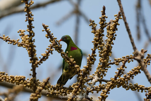 Ptilinopus viridis, 2026-09-22