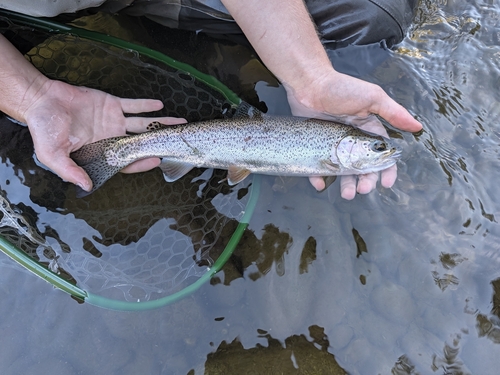Coastal Rainbow Trout