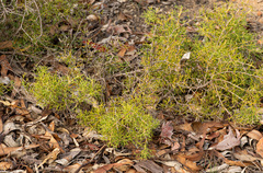 Hakea lissocarpha, photograph (c) Carmon, some rights reserved (CC BY-SA)