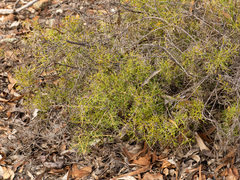 Hakea lissocarpha, photograph (c) Carmon, some rights reserved (CC BY-SA)