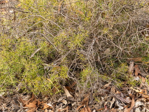 Hakea lissocarpha, photograph 4