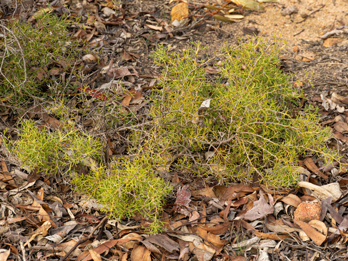 Hakea lissocarpha, photograph 5