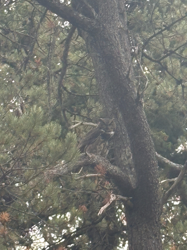 Great Horned Owl