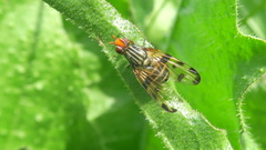 Otites porcus
