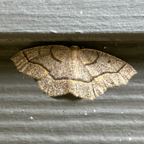 Hemlock Looper Moth