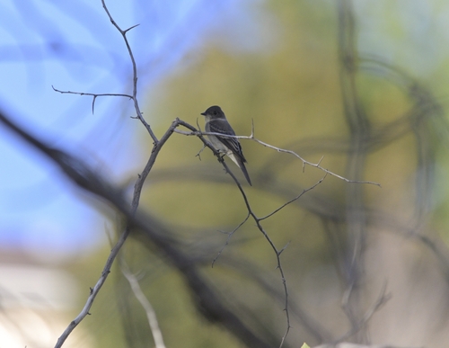 Western Wood-Pewee