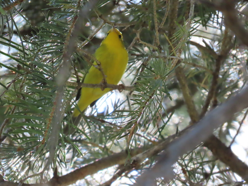 Northern Wilson's Warbler