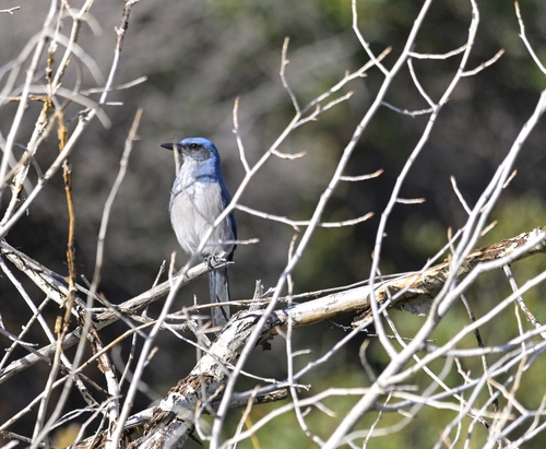 Woodhouse's Scrub-Jay
