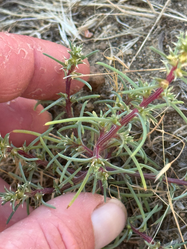 Prickly Russian Thistle