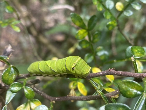 Chinese Yellow Swallowtail