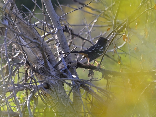 Spotted Towhee