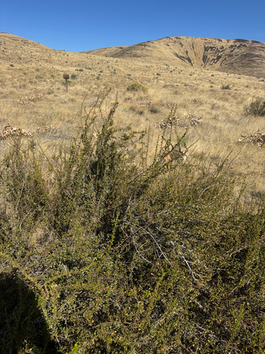 Antelope Bitterbrush