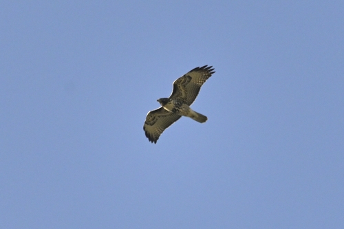Red-tailed Hawk