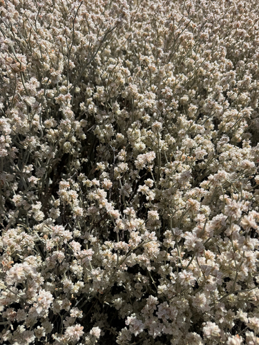 Snow Buckwheat