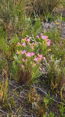 Orphium frutescens, photograph (c) Patrick Jackson, some rights reserved (CC BY)