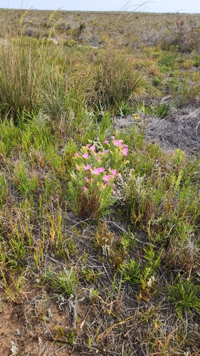 Orphium frutescens, photograph 5
