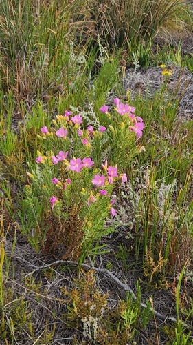 Orphium frutescens, photograph 3