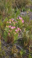 Orphium frutescens, photograph (c) Patrick Jackson, some rights reserved (CC BY)