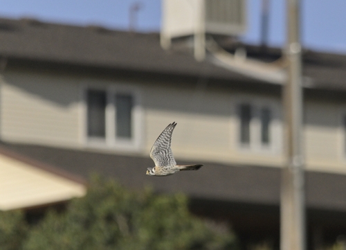 American Kestrel