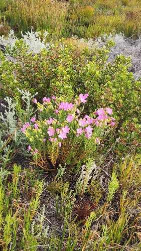 Orphium frutescens, photograph 2