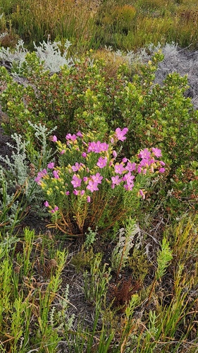 Orphium frutescens