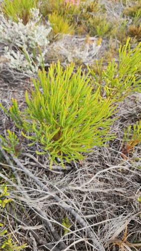 Berzelia lanuginosa, photograph 4
