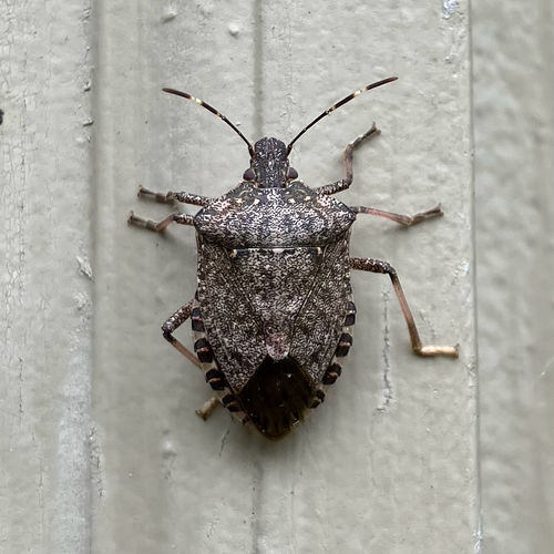 Brown Marmorated Stink Bug