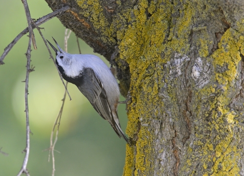 White-breasted Nuthatch