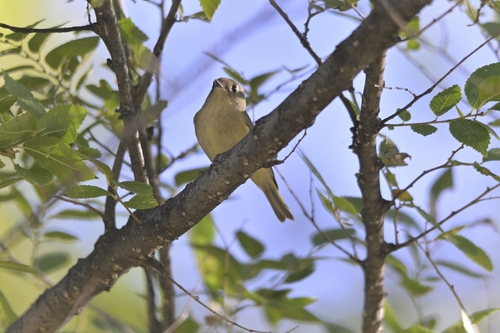 Ruby-crowned Kinglet